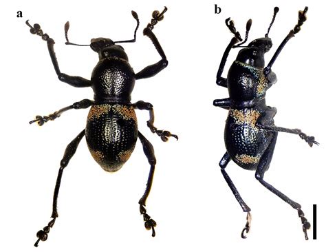 types of beetles in the philippines|CMU researchers discover two new species (beetle and .